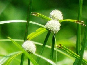 Flowers wild as they may seem resting atop grasses, still perfect like nature.