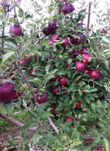 Apples in Maryland State. The USA is the number one Filipino Overseas Migration destination since the American Colonial Period.