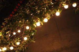 Christmas lights atop tree branches. A familiar sight in the Philippines.