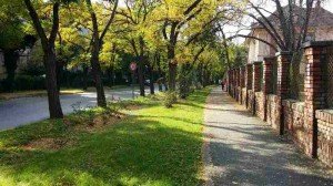 The streets of Timisoara, Romania are lined with shady greenery that make walking a relaxing moment.