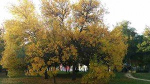 The colors of early Autumn in Timisoara, Romania.