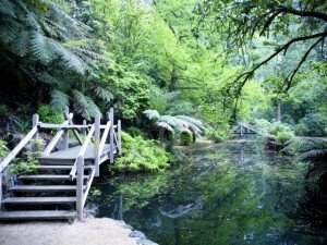 A garden in New South Wales, Australia.